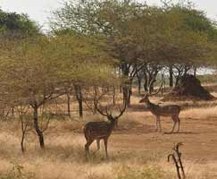 Sasan Gir Trip