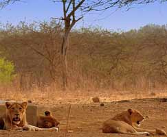 Tour To Sasan Gir