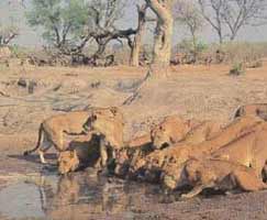 Sasan Gir Vacation Package