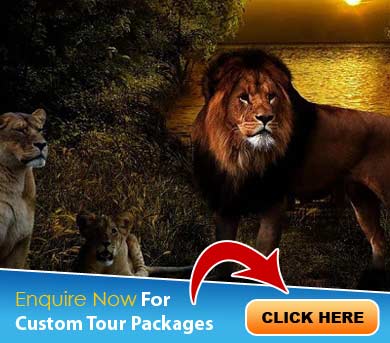 Sasan Gir Tour Packages