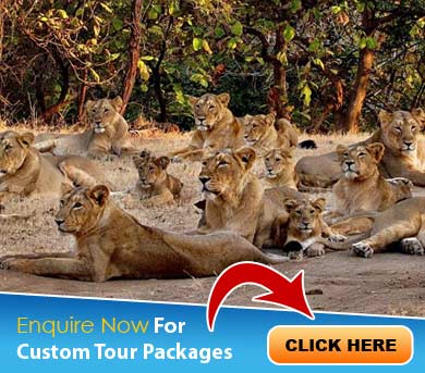 Sasan Gir Tour Packages