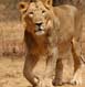 Sasan Gir Tour Packages