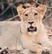 Sasan Gir Tour Packages