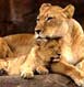 Sasan Gir Tour Packages